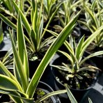 Juka vláknitá (Yucca filamentosa) ´IVORY TOWERS´ - výška 15-30 cm, kont. C1,5L